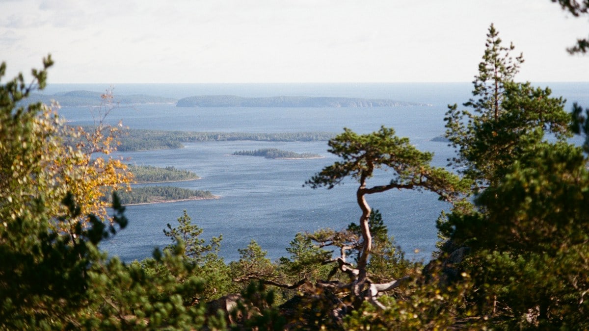 Pine trees overlook a calm blue lake with islands